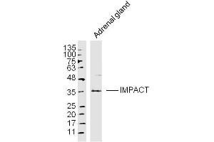 Adrenal gland lysates probed with IMPACT Polyclonal Antibody, Unconjugated  at 1:300 dilution and 4˚C overnight incubation. (IMPACT 抗体  (AA 21-120))