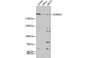 Western blot analysis of extracts of various cell lines, using KDM5A antibody (ABIN6131816, ABIN6142800, ABIN6142801 and ABIN6223074) at 1:500 dilution. (KDM5A 抗体)