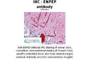 Image no. 1 for anti-Glutamyl Aminopeptidase (Aminopeptidase A) (ENPEP) (AA 689-932) antibody (ABIN1734042) (ENPEP 抗体  (AA 689-932))