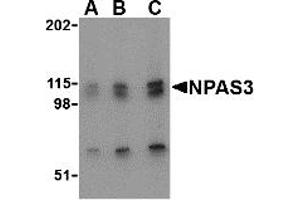 Western Blotting (WB) image for anti-Neuronal PAS Domain Protein 3 (NPAS3) (N-Term) antibody (ABIN1031490) (NPAS3 抗体  (N-Term))