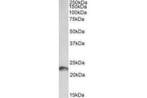 Western Blotting (WB) image for anti-Leukemia Inhibitory Factor (LIF) (AA 28-39), (Internal Region) antibody (ABIN1449476) (LIF 抗体  (Internal Region))