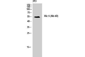 Western Blot analysis of NIH-3T3 cells using Hic-5 Polyclonal Antibody diluted at 1:1000. (TGFB1I1 抗体)
