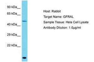 Image no. 1 for anti-GDNF Family Receptor alpha Like (GFRAL) (AA 86-135) antibody (ABIN6750564) (GFRAL 抗体  (AA 86-135))