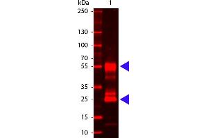 Mouse IgG (H&L) Antibody 680 Conjugated - Western Blot. (山羊 anti-小鼠 IgG (Heavy & Light Chain) Antibody (DyLight 680) - Preadsorbed)