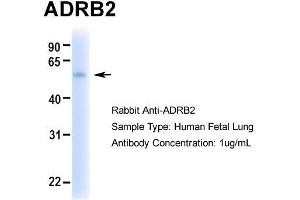 Hum. (beta 2 Adrenergic Receptor 抗体  (Middle Region))