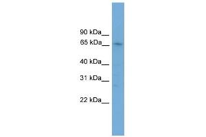 WB Suggested Anti-Zfp192 Antibody Titration:  0. (ZNF192 抗体  (Middle Region))