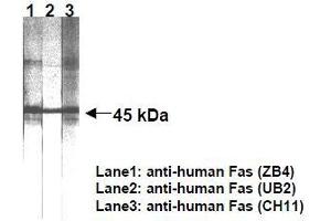 Western Blotting (WB) image for anti-TNF Receptor Superfamily, Member 6 (FAS) antibody (ABIN1106613) (FAS 抗体)