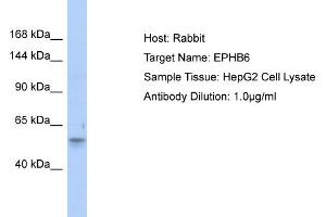 Host: Rabbit Target Name: EPHB6 Sample Type: HepG2 Whole Cell lysates Antibody Dilution: 1. (EPH Receptor B6 抗体  (Middle Region))
