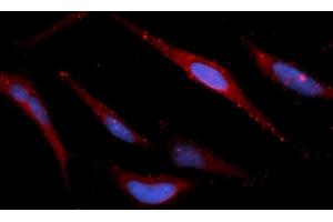 Immunofluorescence (IF) image for anti-Peroxiredoxin 5 (PRDX5) (AA 53-214) antibody (APC) (ABIN5565989) (Peroxiredoxin 5 抗体  (AA 53-214) (APC))