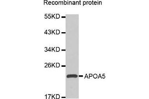 Western blot analysis of extracts of Recombinant protein, using APOA5 antibody. (APOA5 抗体  (AA 207-366))