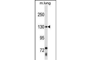 Western blot analysis in mouse lung tissue lysates (35ug/lane). (THRAP3 抗体  (C-Term))