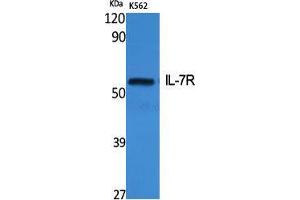 Western Blot (WB) analysis of specific cells using IL-7R Polyclonal Antibody. (IL7R 抗体  (Ser552))