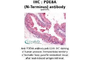 Image no. 1 for anti-phosphodiesterase 8A (PDE8A) (N-Term) antibody (ABIN1737922) (PDE8A 抗体  (N-Term))