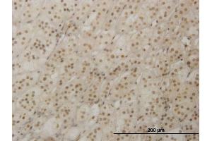 Immunoperoxidase of monoclonal antibody to RAX on formalin-fixed paraffin-embedded human adrenal gland. (RAX 抗体  (AA 104-206))