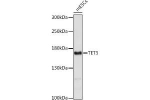 Western blot analysis of extracts of mESCs cells, using TET3 Rabbit pAb (ABIN7270781) at 1:1000 dilution. (TET3 抗体  (AA 1441-1540))
