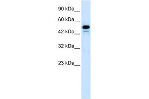WB Suggested Anti-CDK8 Antibody Titration:  1. (CDK8 抗体  (C-Term))