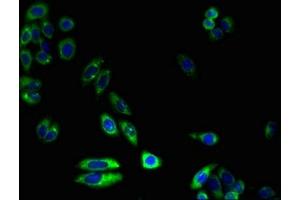 Immunofluorescence (IF) image for anti-Cytochrome P450, Family 4, Subfamily X, Polypeptide 1 (CYP4X1) (AA 35-300) antibody (ABIN7149279)
