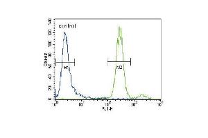 HGF Antibody (C-term) (ABIN388462 and ABIN2848889) flow cytometric analysis of CEM cells (right histogram) compared to a negative control cell (left histogram). (HGF 抗体  (C-Term))