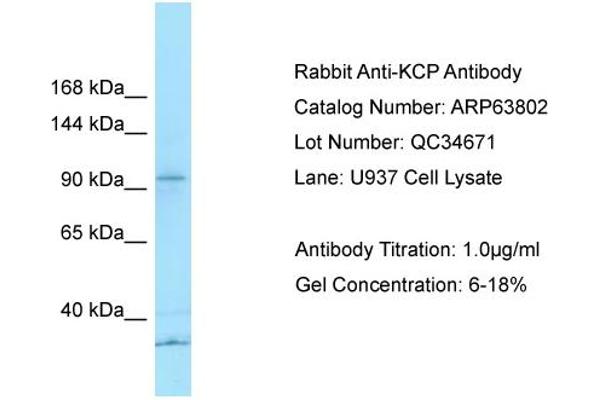 KCP anticorps  (N-Term)