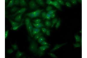 Immunofluorescent staining of HeLa cells using anti-PLEKHA3 mouse monoclonal antibody (ABIN2454555). (PLEKHA3 抗体)