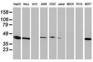 Image no. 2 for anti-ADP-Ribosylation Factor GTPase Activating Protein 1 (ARFGAP1) antibody (ABIN1496682) (ARFGAP1 抗体)