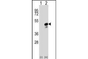 Western blot analysis of COPS3 (arrow) using rabbit polyclonal COPS3 Antibody (Center) (ABIN392341 and ABIN2841982). (COPS3 抗体  (AA 98-130))