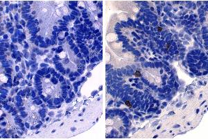 Paraffin embedded mouse small intestine section was stained with Rat Anti-Mouse IgE-UNLB followed by an HRP conjugated secondary antibody, DAB, and hematoxylin. (大鼠 anti-小鼠 IgE (Heavy Chain) Antibody (PE))