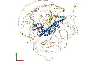 AlphaFold protein structure predicition of Mouse Recombinant Fmn2 Protein, UniprotID Q9JL04 (Formin 2 Protein (FMN2) (AA 1-1578) (His tag))