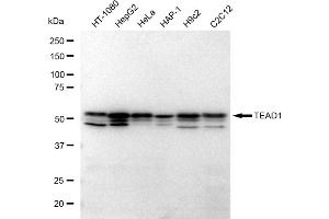 anti-TEA Domain Family Member 1 (SV40 Transcriptional Enhancer Factor) (TEAD1) antibody