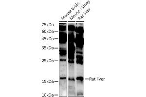 Western blot analysis of extracts of various cell lines, using  antibody ( ABIN7265374) at 1:1000 dilution. (ASCL4 抗体  (AA 1-172))