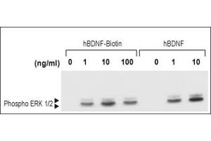 human BDNF-Biotin induces ERK1/2 MAPK phosphorylation in transfected  cells as BDNF.