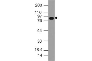 Image no. 1 for anti-Dishevelled, Dsh Homolog 3 (Drosophila) (DVL3) (AA 500-710) antibody (ABIN5027645) (DVL3 抗体  (AA 500-710))