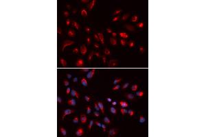 Immunofluorescence (IF) image for anti-Cholinergic Receptor, Muscarinic 5 (CHRM5) antibody (ABIN1876555) (CHRM5 抗体)