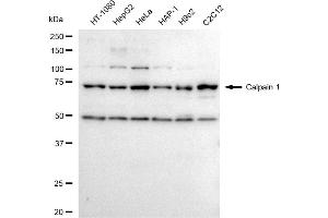 anti-Calpain 1 (CAPN1) antibody