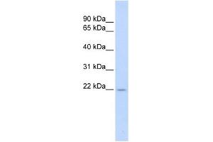 TNFSF18 antibody used at 1 ug/ml to detect target protein. (TNFSF18 抗体)