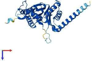 PSMA4 Protein (AA 1-261) (His tag)