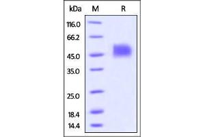 Biotinylated Human Siglec-3 / CD33, His Tag on SDS-PAGE under reducing (R) condition.