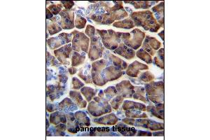 KCTD3 Antibody (C-term) (ABIN657241 and ABIN2846340) immunohistochemistry analysis in formalin fixed and paraffin embedded human pancreas tissue followed by peroxidase conjugation of the secondary antibody and DAB staining. (KCTD3 抗体  (C-Term))