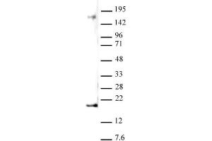 Histone H3 dimethyl Lys27 antibody (pAb) tested by Western blot.