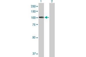 Western Blot analysis of KIF3C expression in transfected 293T cell line by KIF3C MaxPab polyclonal antibody. (KIF3C 抗体  (AA 1-793))