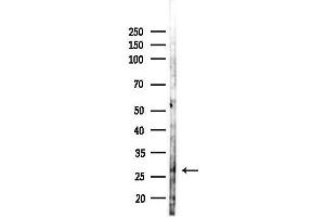 anti-Spermatogenesis-Associated Protein 46 (SPATA46) antibody