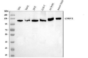 Western blot analysis of DBN1 using anti-DBN1 antibody (ABIN7602637).