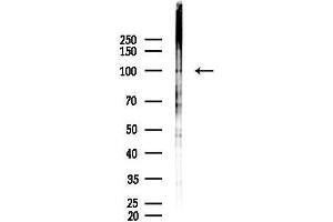 Western blot analysis of lysates from Mouse lung, using NF kappaB p105/p50 Antibody at 1/1000 dilution.
