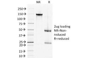 SDS-PAGE Analysis of Purified, BSA-Free DSG2 Antibody (clone 6D8). (Desmoglein 2 抗体)