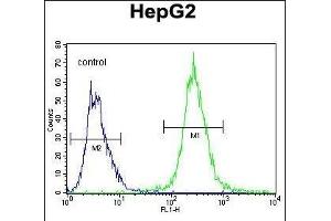 LB2 Antibody (Center) (ABIN655634 and ABIN2845113) flow cytometric analysis of HepG2 cells (right histogram) comred to a negative control cell (left histogram). (PALB2 抗体  (AA 546-574))