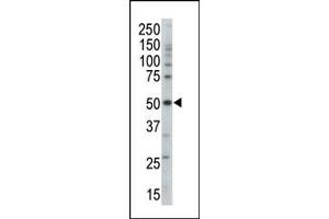 Western blot analysis of anti-PRKAG3 Pab (ABIN391060 and ABIN2841215) in mouse brain tissue lysate. (PRKAG3 抗体  (AA 148-178))