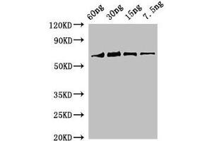 Western Blot Positive WB detected in Recombinant protein All lanes: rbcL antibody at 2 μg/mL Secondary Goat polyclonal to rabbit IgG at 1/50000 dilution Predicted band size: 69 kDa Observed band size: 69 kDa (RBCL (AA 3-475) 抗体)