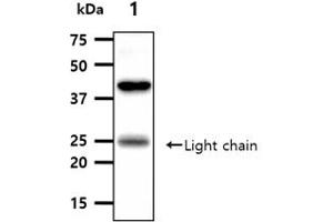 The tissue lysates (40ug) were resolved by SDS-PAGE, transferred to PVDF membrane and probed with anti-human ANGPT5 antibody (1:1000). (ANGPTL3 抗体)