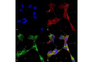 Immunocytochemistry/Immunofluorescence analysis using Mouse Anti-PINK1 Monoclonal Antibody, Clone S4-15 (ABIN1741120). (PINK1 抗体  (AA 112-496) (HRP))