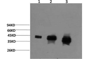 Western Blotting (WB) image for anti-Mitogen-Activated Protein Kinase 1/3 (MAPK1/3) antibody (ABIN5960946) (ERK1/2 抗体)